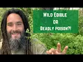 How to distinguish between wild chervil and poison hemlock