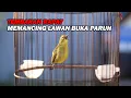 Download Lagu PANCINGAN PLECI NEMBAK ISIAN KENARI WIT WIT WIT , BIKIN LAWAN CEPAT BUKA PARUH