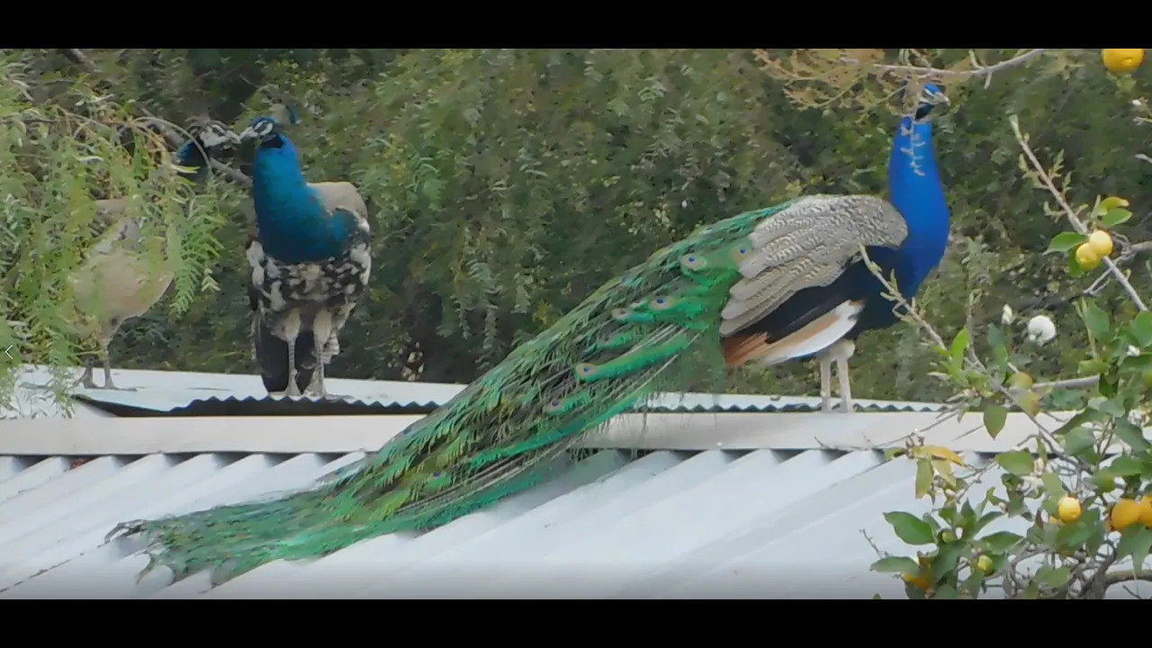 WhiteTailed Kites, Wild Turkeys, Fluffy, Peacocks, RedTailed Hawk and Blue Jay
