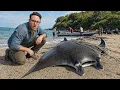 China s Medicine Is Killing Ocean Giants