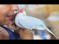 3 Things You Must Know Before Getting An Indian Ringneck INR