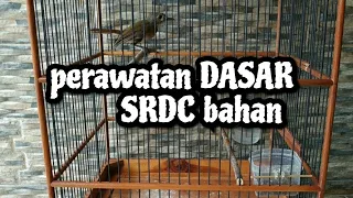 Download PERAWATAN DASAR BURUNG SRDC BAHAN | SIKATAN RIMBA DADA COKLAT BAHAN OMBYOKAN MP3