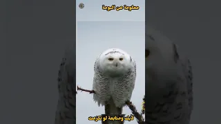 الحيوانات الليلية   البومه علوم الصف الرابع الابتدائي دندنها
