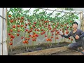 Download Lagu No need to buy tomatoes anymore. I discovered the secret to growing tomatoes all year round