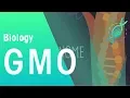 Download Lagu GMOs | Genetics | Biology | FuseSchool