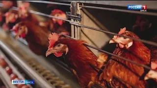 Из омских магазинов изымут яйца Тюменской птицефабрики