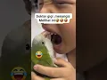 Download Lagu burung nuri pencabut gigi #burung #shortvideo