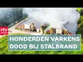 Download Lagu Grote stalbrand kost honderden varkens het leven | RTV Drenthe