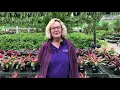 PG Plant Expert Mini Tip What Can You Be Doing In The Garden Now
