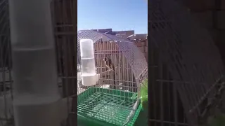 تغريد مقنين سوفاج المدية للأخ سيف الدين معمري 