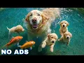 Download Lagu 12 Hours of Dog Calming Music for Dogs 🐾 Anti Separation Anxiety Relief Music🐶Sleep dog Healing🎵