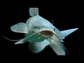Catfish No Scale Limits