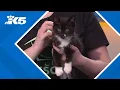 Seattle Area Feline Rescue calls on community to foster kittens and Give Big