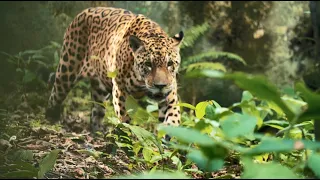 اكتشاف المجهول الأمازون خفايا مخلوقات الأمازون الجزء الأول 