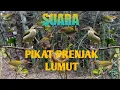 Download Lagu Suara Pikat Prenjak Lumut Terancam Paling Ampuh