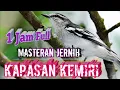 Download Lagu Masteran suara jernih,Kapasan kemiri Durasi panjang.