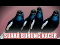 Download Lagu Suara Khas BURUNG KACER Jantan Memanggil Betina