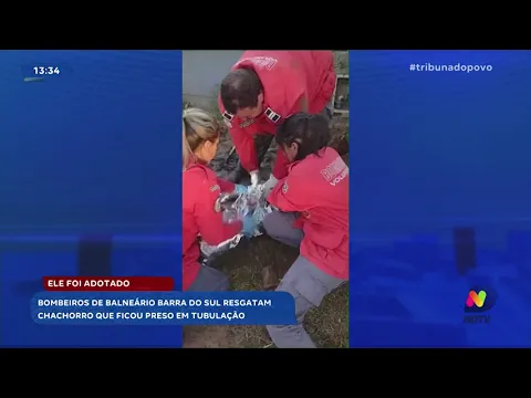 Atuação admirável: Bombeiros voluntários de Barra do Sul realizam resgate de cãozinho