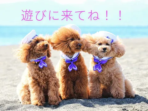 撮影歴7年・のべ数千頭の撮影実績！湘南〜西湘エリアの自然を生かしたナチュラル撮影