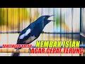 NEMBAK NEMBAK ISIAN, PANCINGAN KACER AGAR CEPAT EMOSI DAN TARUNG