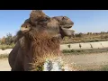 Camels can eat cactus with thorns