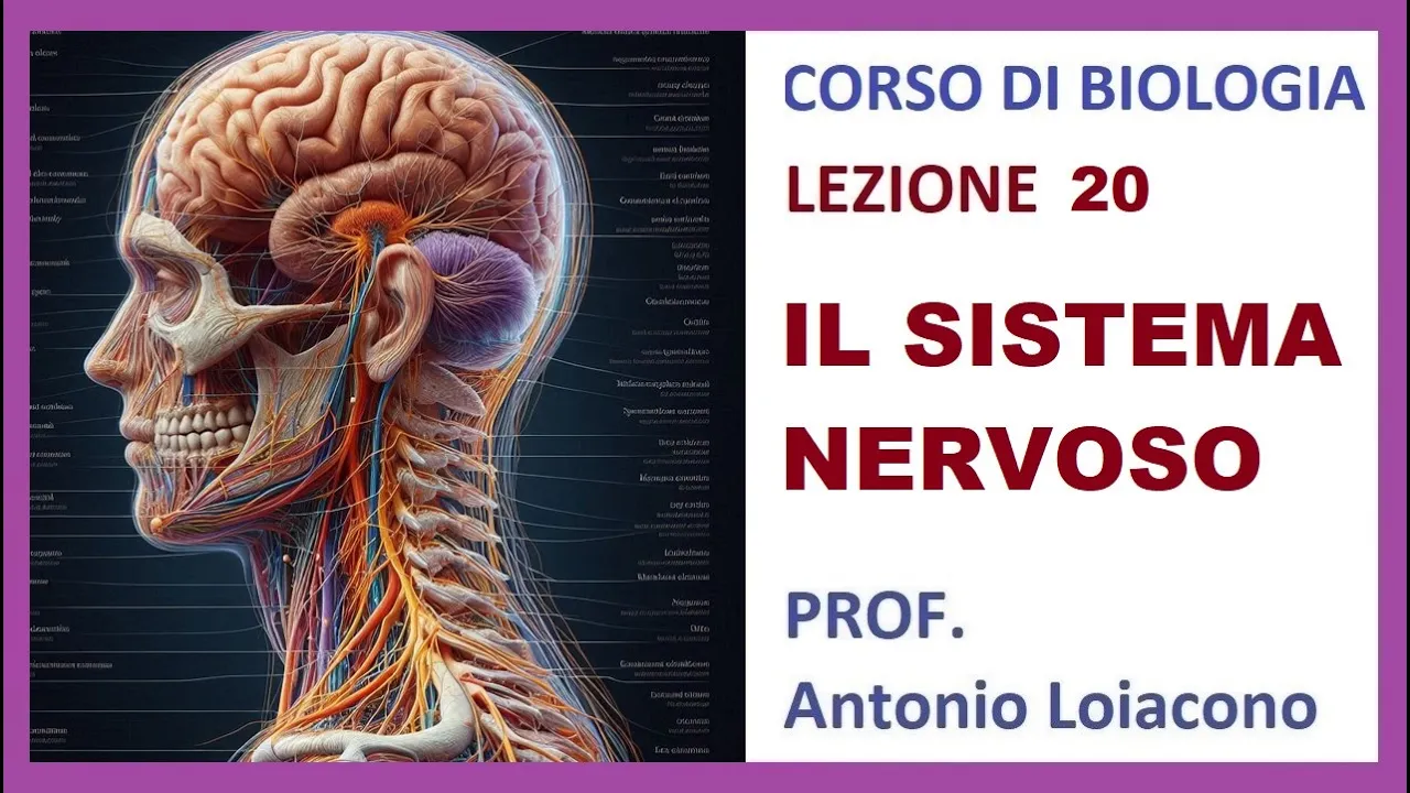 CORSO DI BIOLOGIA - Lezione 20 - IL SISTEMA NERVOSO