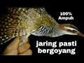 Download Lagu Terbaru....!!!! Suara pikat burung sintar sawah di jamin poin selalu bertambah