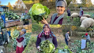 Kelem Hasatımızı Yaptık Maşallah Allah Bereket Versin 