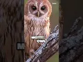 Download Lagu Suara burung hantu raksasa