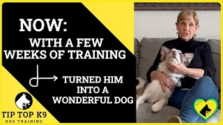Unbelievable Border Collie Before and After | Tip Top K9 Broken Arrow Dog Training Review