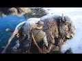 HUNTING THE LEGENDARY WHITE BISON in Red Dead Redemption 2