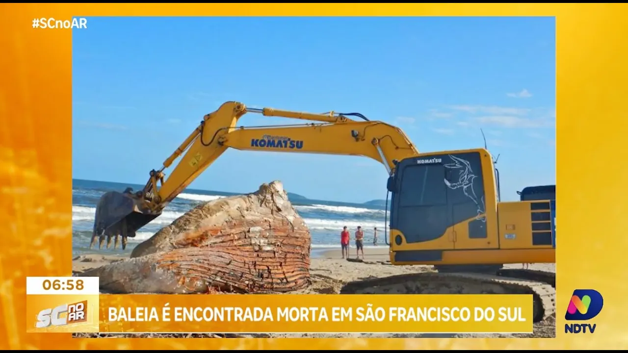 Baleia jubarte de 15 metros é encontrada morta em São Francisco do Sul com sinais de emalhe