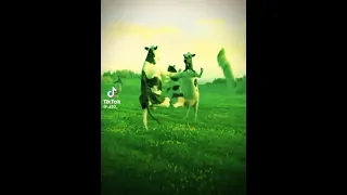 ملوكة كوكة كوكة 