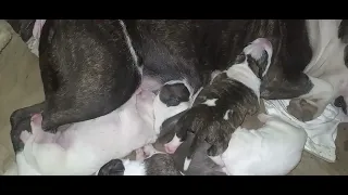 Así Se Alimentan Los Tiernos Dogos de 5 Días De Nacidos #titanbeastok 