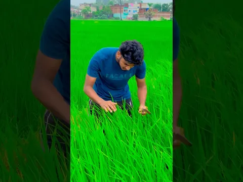 Finish My All Rice 🌾