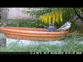 Tits taking a bath