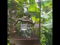 Download Lagu burung kecici belalang / kecici lurik ...