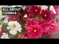 Why You Should LOVE Cosmos Flowers and 4 Favorite Varieties