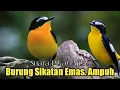 Suara Pikat Burung Sikatan Emas. Suara Pikat TERBAIK