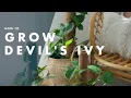 How To Grow A Devil s Ivy - Bunnings Warehouse