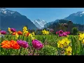 Download Lagu Beautiful Relaxing Music, Peaceful Soothing Instrumental Music, \