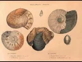 Bill Smith s Stratigraphic Column