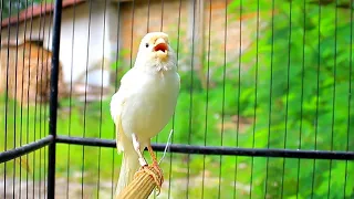 burung kenari gacor ngerol ngedur panjang suara kenari gacor speed rapat untuk pancingan kenari