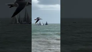 2023 Harvest Moon Regatta Start #shorts