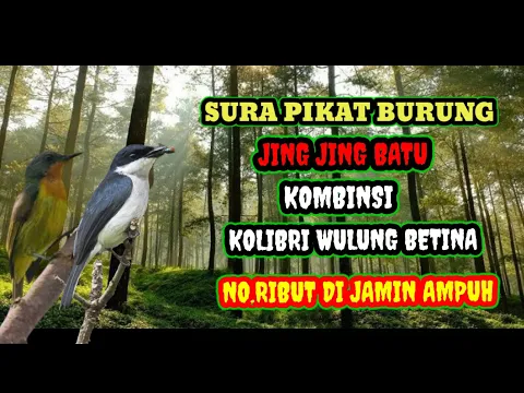 Download MP3 suara pikat burung jingjing batu kombinasi Kolibri Wulung betina jamin ampuh