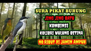 suara pikat burung jingjing batu kombinasi kolibri wulung betina jamin ampuh