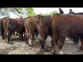 Download Lagu 19 juta !! Sapi Potong Melimpah Gak Laku !! Harga Oleng !! Pasar Sapi Jatirogo 