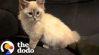 Tiny Kitten Refuses To Give Up On Grumpy Dog | The Dodo