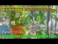 Lagu Cara melatih mental burung prenjak||tes pikat burung prenjak,Part#3