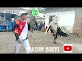 Lagu Sukokerto bersama macan sakti jangan lupa like coment share ya kawan